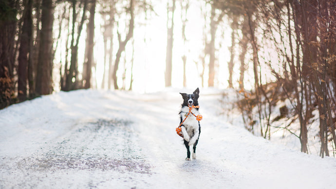 Cold Paws & Warm Hearts: 4 Essential Tips for Keeping Your Dog Happy This Winter