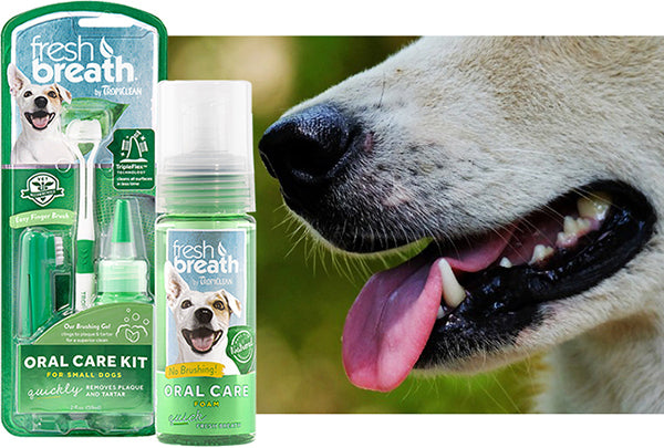 The Importance Of Good Oral Care For Your Pet
